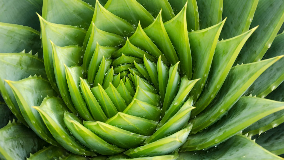 Unlocking Coffee's Genetic Secrets for a Sustainable Future