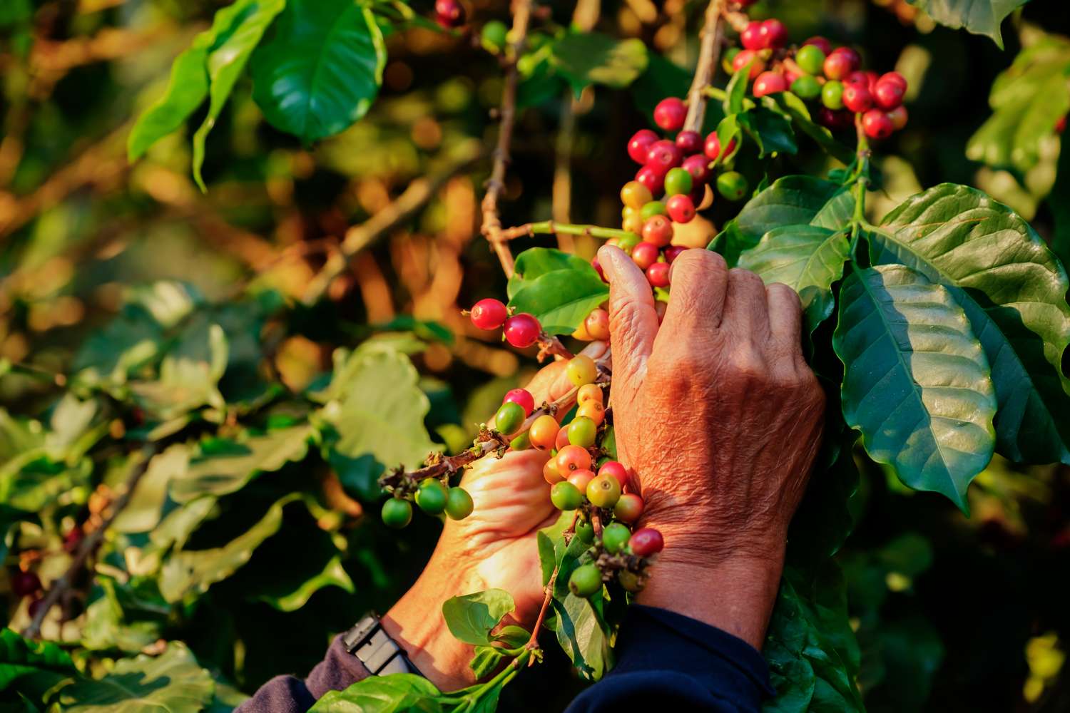 Coffee Crisis - Climate Change, Rising Prices, and Sustainable Solutions