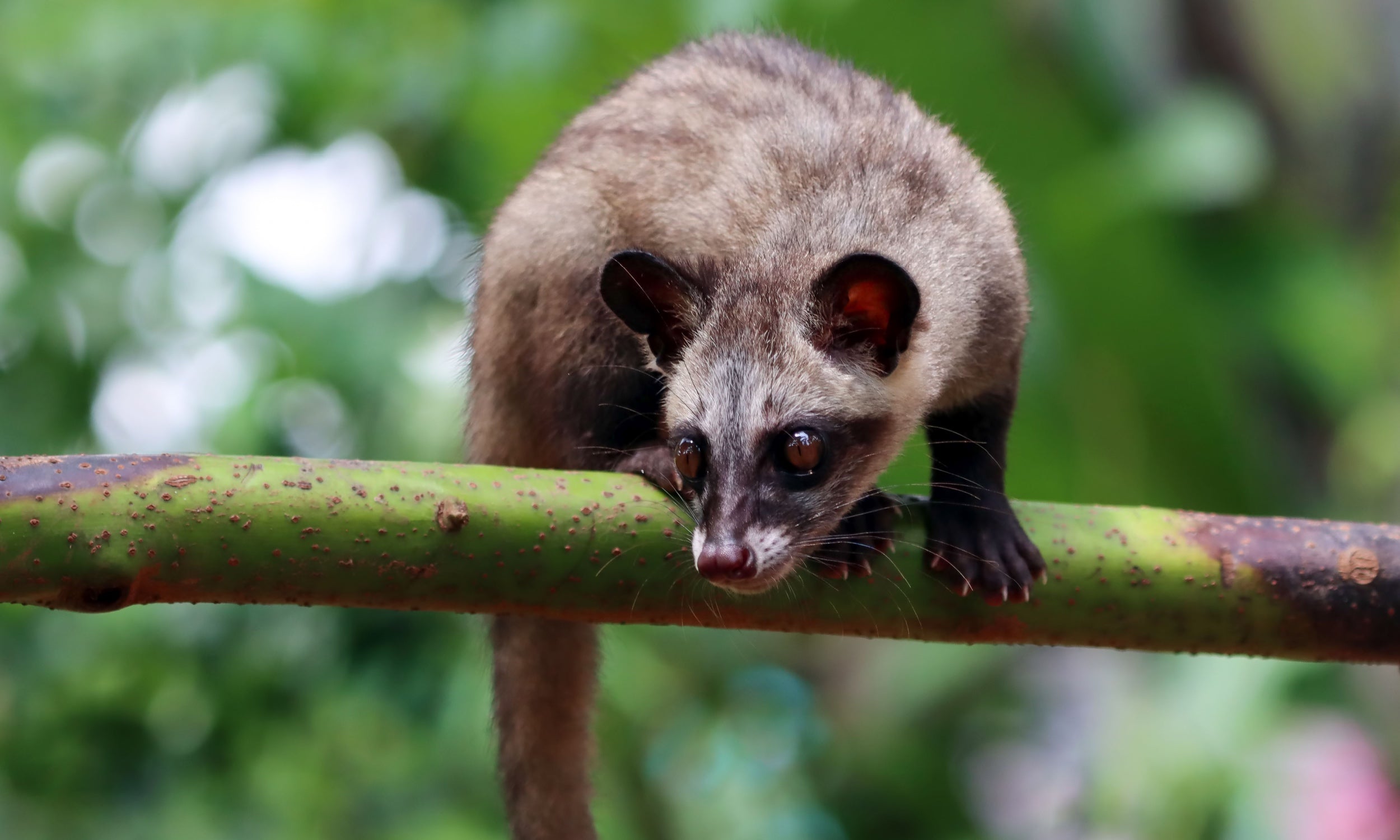 Civets in Focus - Celebrating World Civet Day and Their Importance