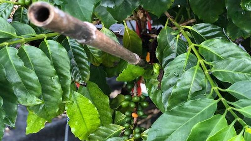 Coffee's Future - Robusta as a Climate-Resilient Alternative