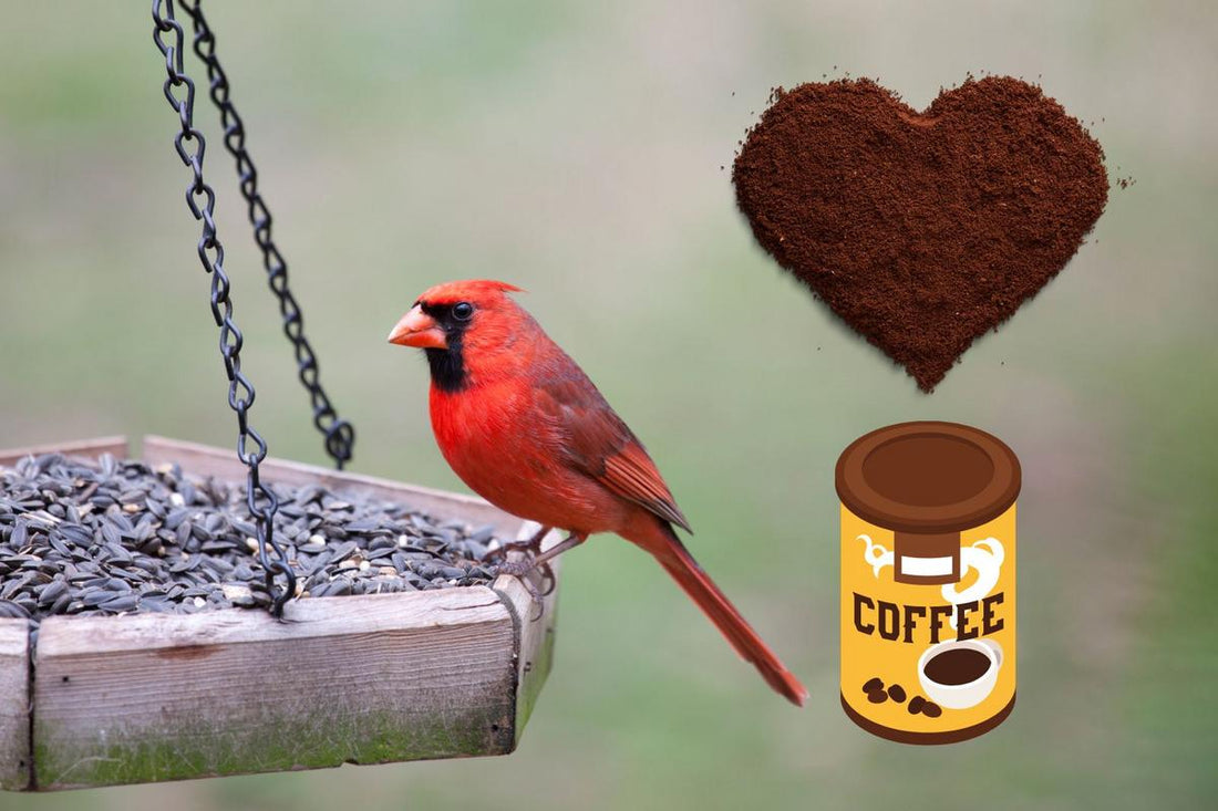 Squirrel-Repellent Hack for Bird Lovers
