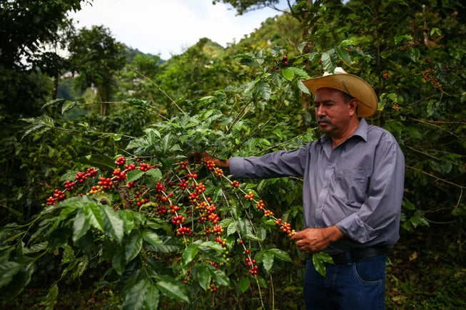 Starbucks Expands Innovation Farms to Combat Climate Change Impact