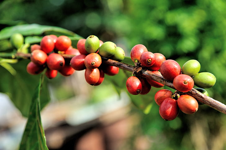 Arabica Coffee Prices Plummet to New Lows Amid Surplus Crop