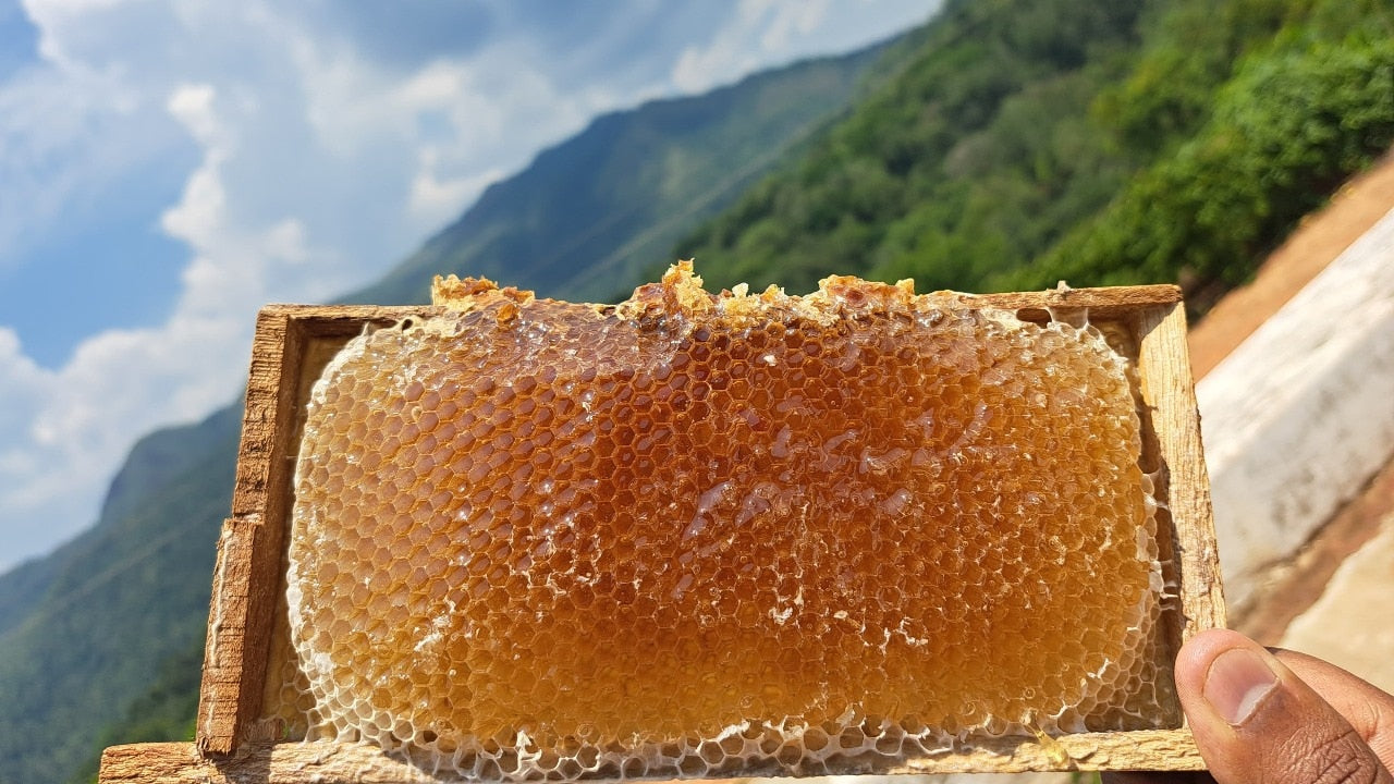 Buzzing Towards Sustainability - How Bees Enhance Coffee Production