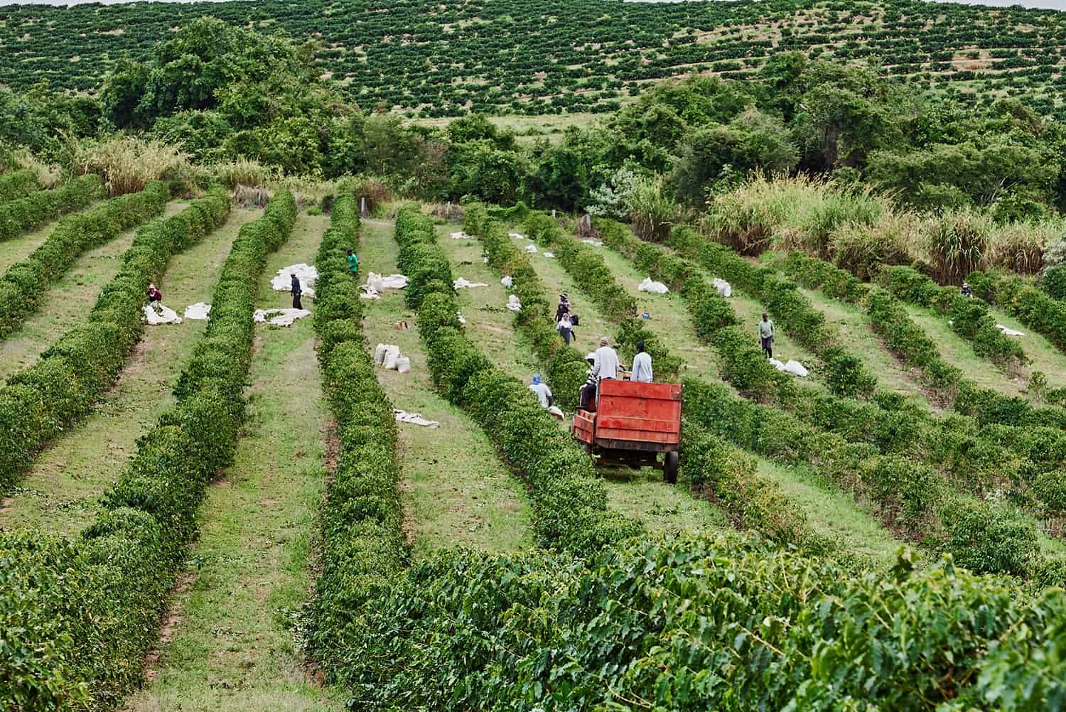 Discovering the Rich World of Brazilian Coffee
