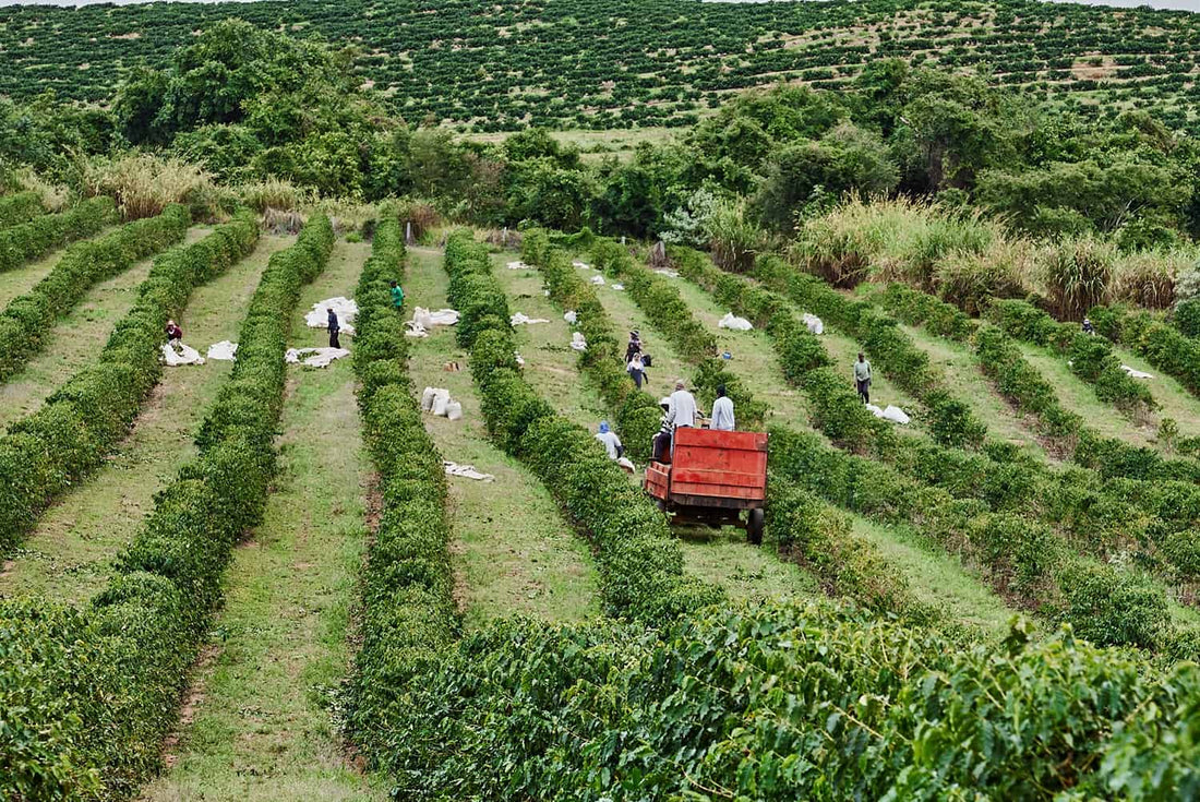 Discovering the Rich World of Brazilian Coffee