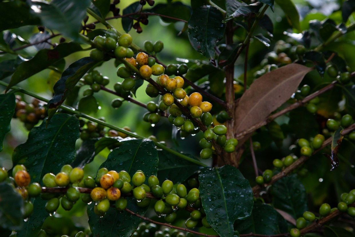 Brazil's Specialty Coffee Struggles - A Deep Dive into Production Challenges