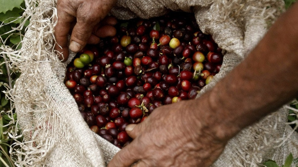Mozambique’s Coffee Crop - A Beacon for Biodiversity and Economic Growth