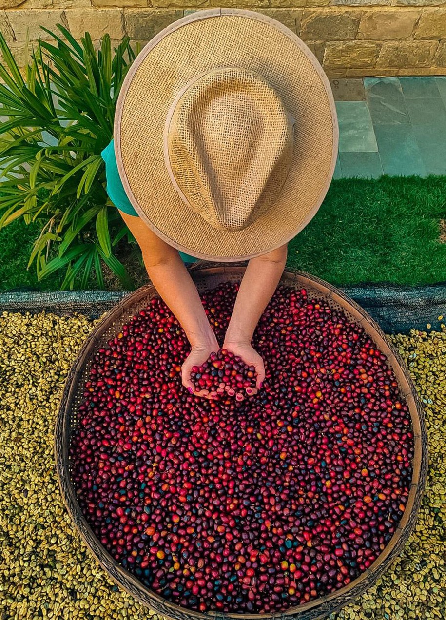 Coffee Revolution - How Micro-Roasting is Transforming Minas Gerais