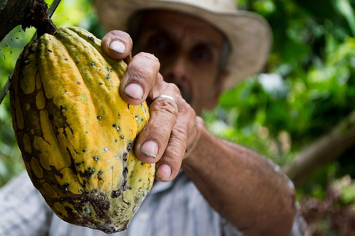 Cocoa Powder's Rise to Fame