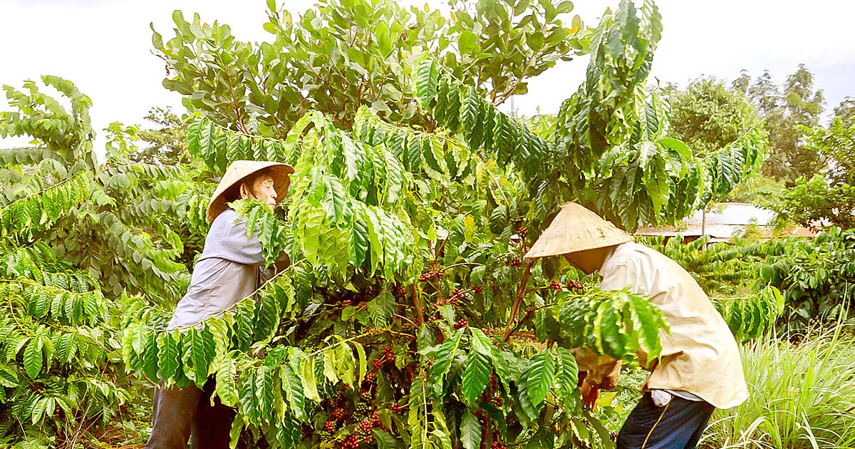 Vietnam's Coffee Exports Expected to Soar Despite Supply Challenges
