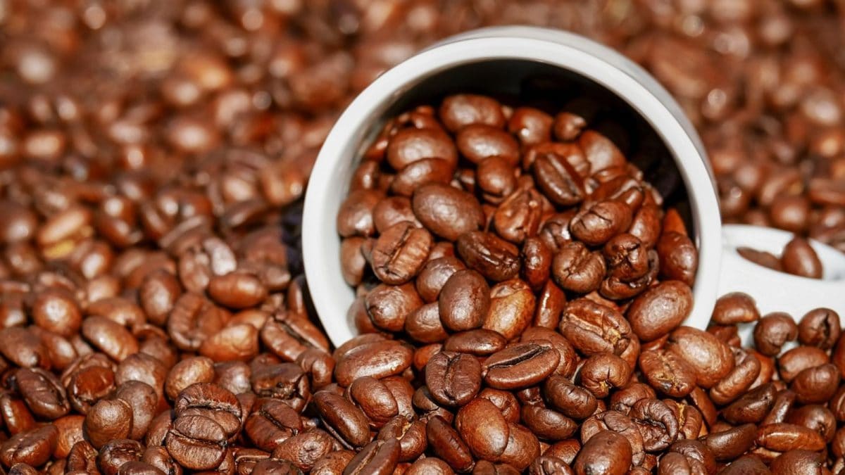 The Ultimate Guide to the World's Best Coffee Beans