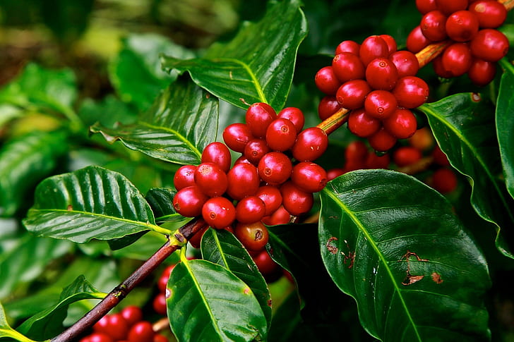 Sugar Prices Dip; Coffee and Cocoa Markets Hold Steady