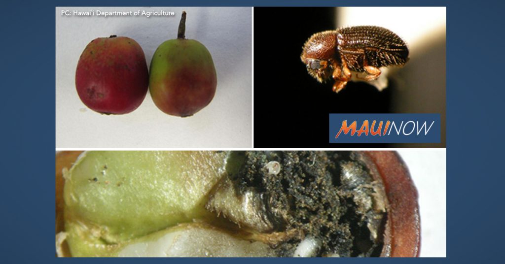 Expansion of Coffee Berry Borer Infestation in Hawaii