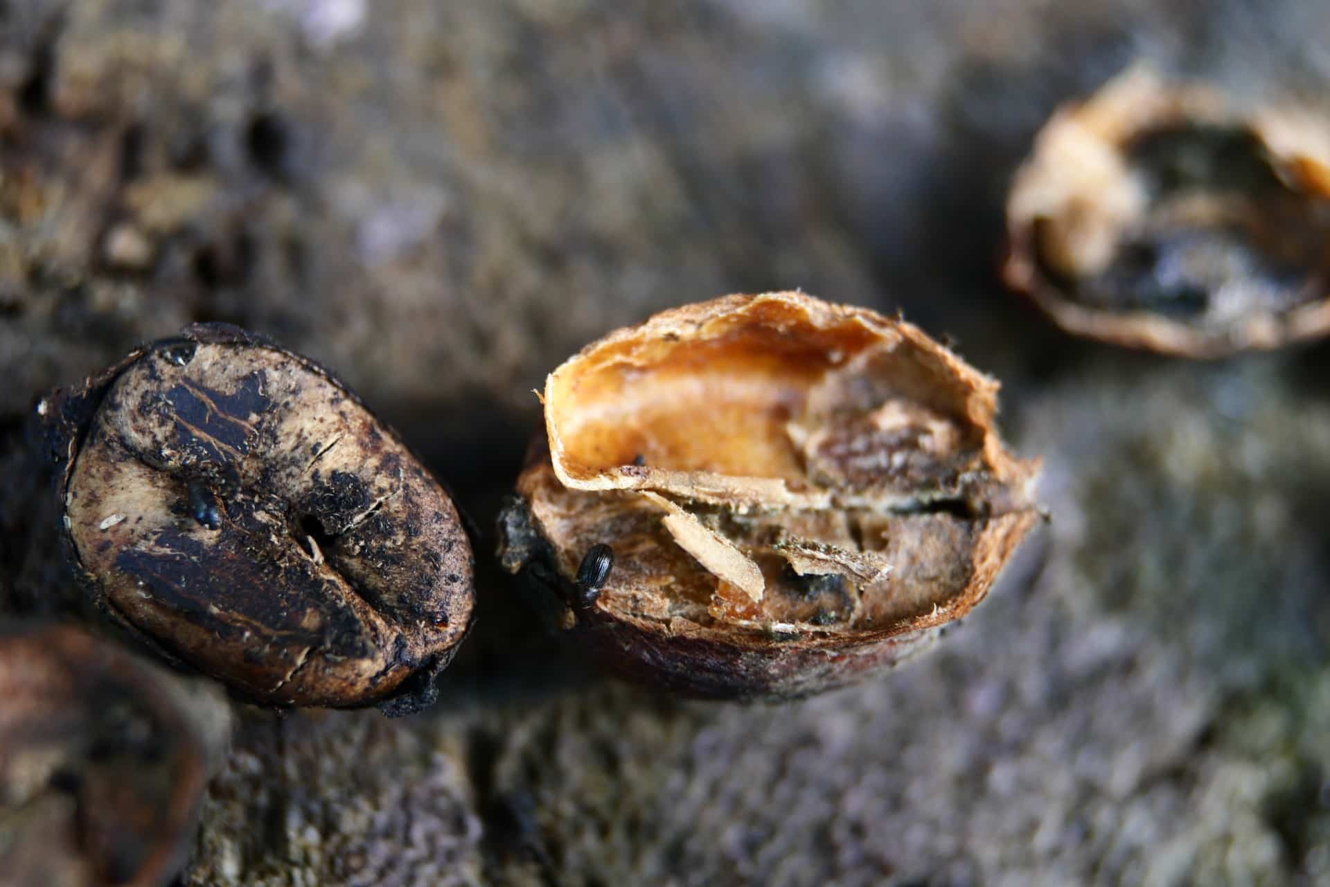 New Software Detects Coffee Berry Borer Infections Faster Than Ever