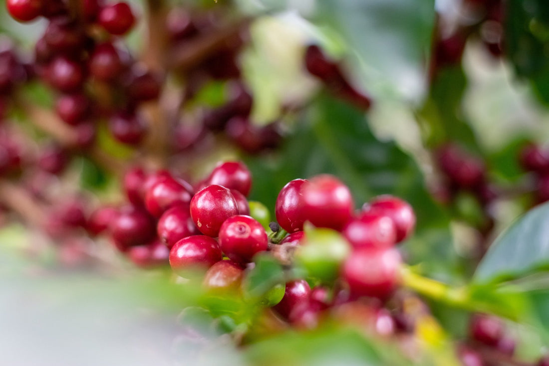 The ICO's Global Coffee Mission