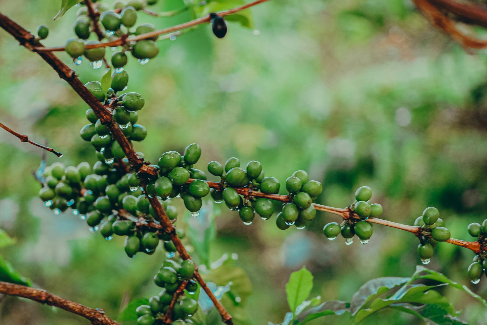 The Future of Coffee - Climate Change Redraws the Global Coffee Map