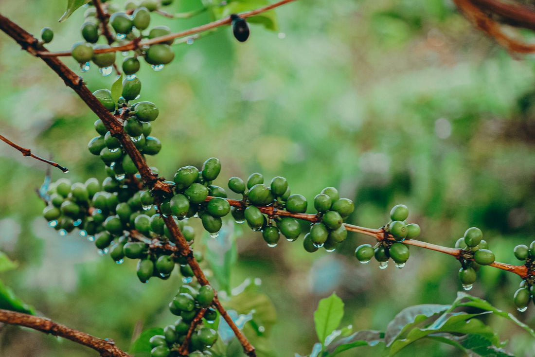 The Future of Coffee - Climate Change Redraws the Global Coffee Map