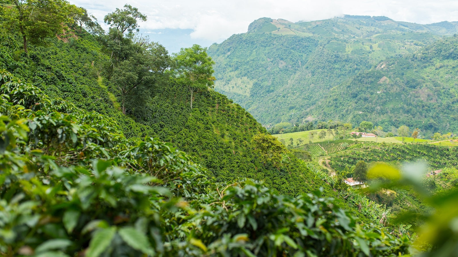 Rising Coffee Prices - Climate Change and Supply Chain Struggles