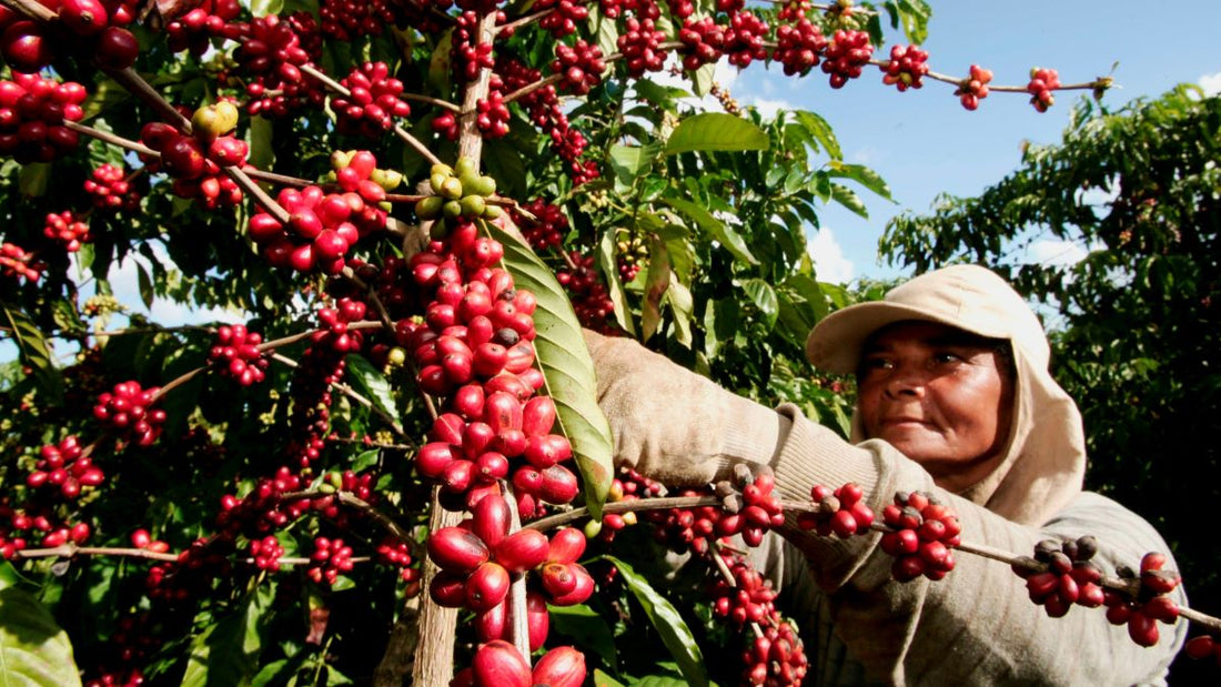 UN Agencies Unite for Sustainable Coffee Production in Latin America