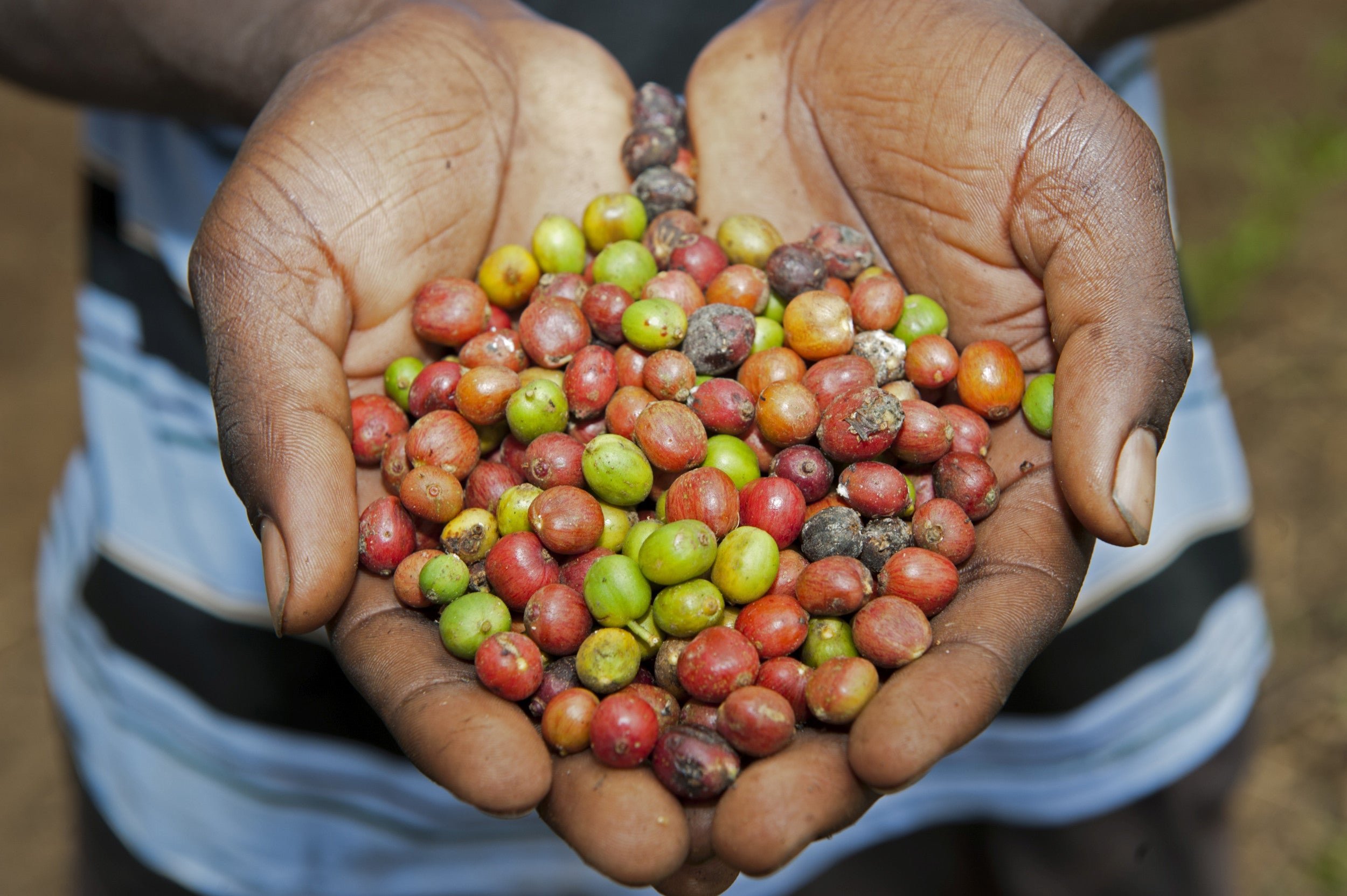 Coffee Price Jolt - Future Brews Expensive Sips