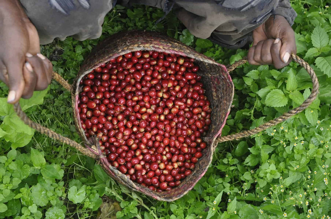 Costa Rican Coffee Farmers Win Top Honors