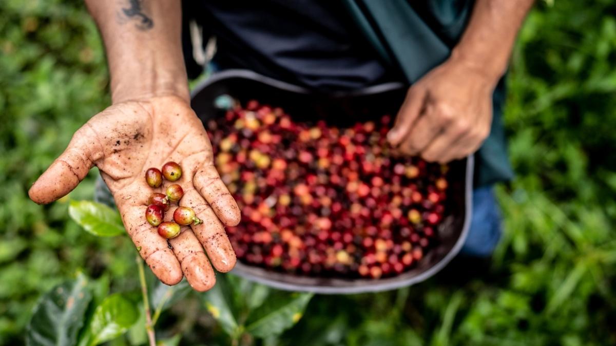 The Global Coffee Craze - Who's Brewing the Most?
