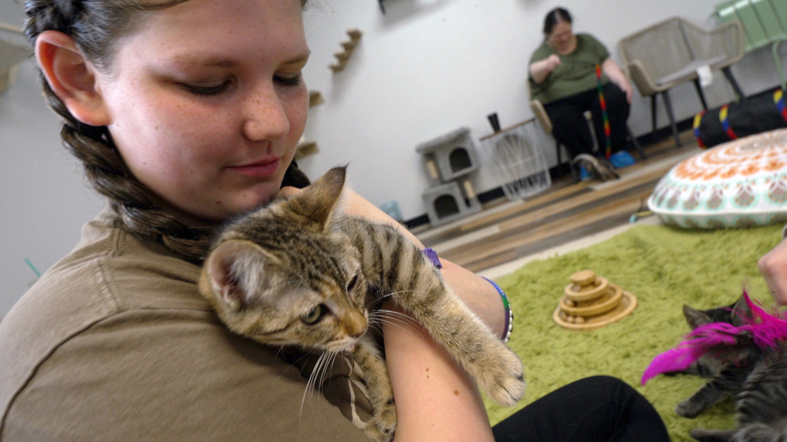 Pawsific Northwest Cat Cafe Tackles Thurston County's Feline Population Boom