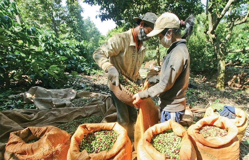 Vietnam's Coffee Industry - Building Connections for a Bright Future