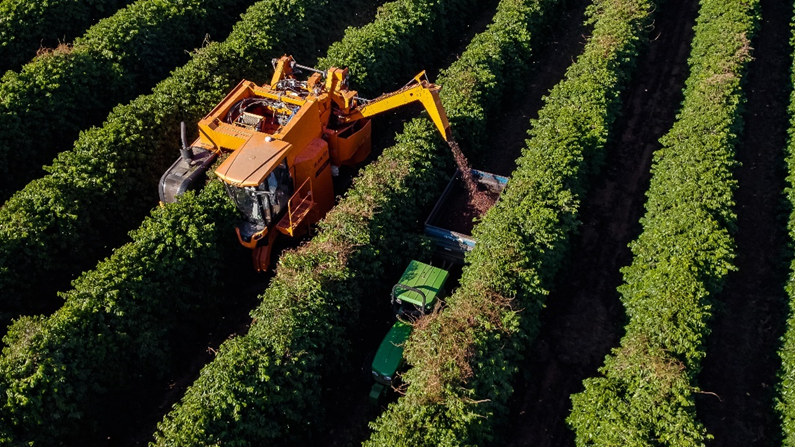 Brazil's Coffee Revolution