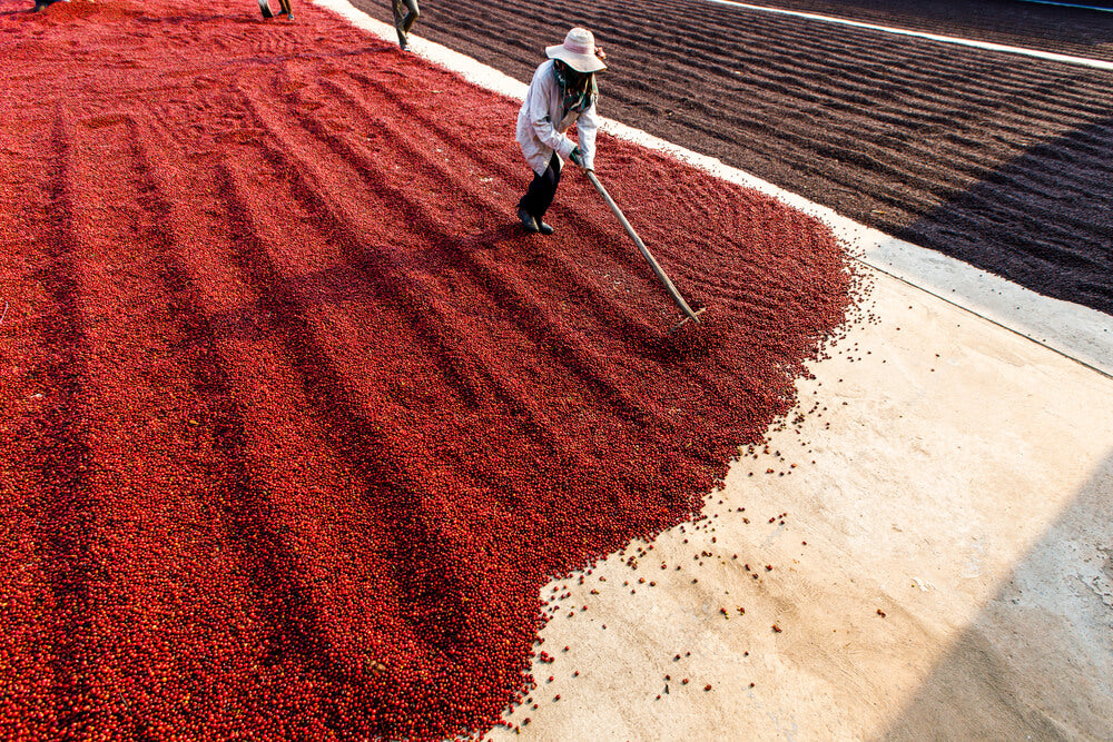 Coffee Processing Methods- Comparing the three processing methods