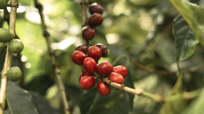 Coffee Prices on the Rise - What Climate Change Means for Your Morning Brew