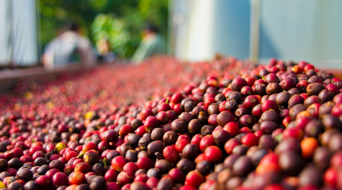 Record-Breaking Prices at Panama's Specialty Coffee Auction