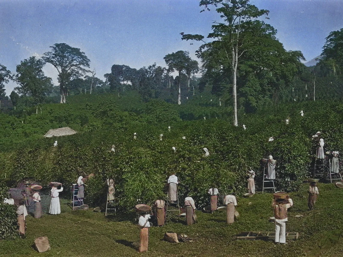 Brewing Biodiversity: Coffee's Ecological Wake-Up Call