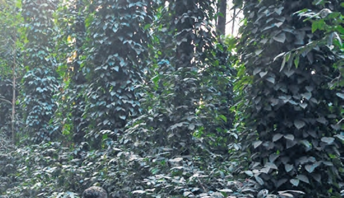 PM Praises Araku Coffee