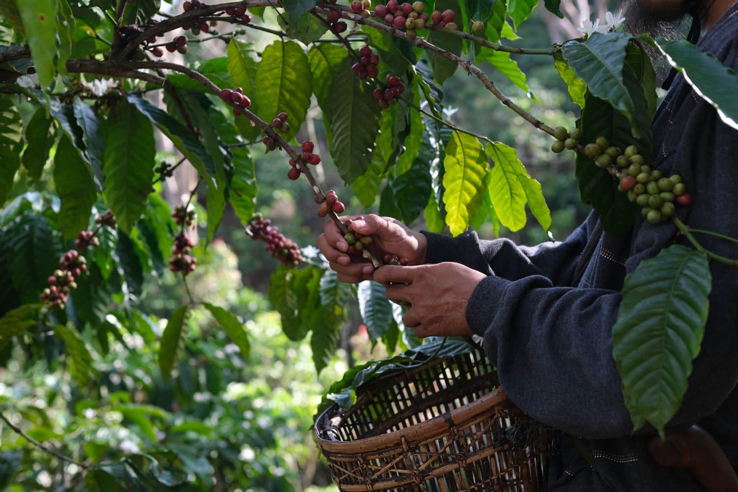 Discover the Hidden Gem of Nicaragua Coffee