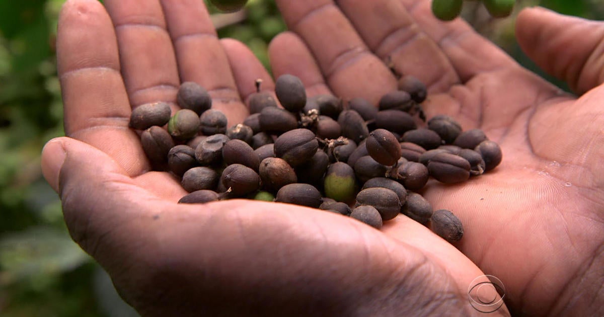 Coffee Prices Surge - What's Brewing Behind the Cost Increase?