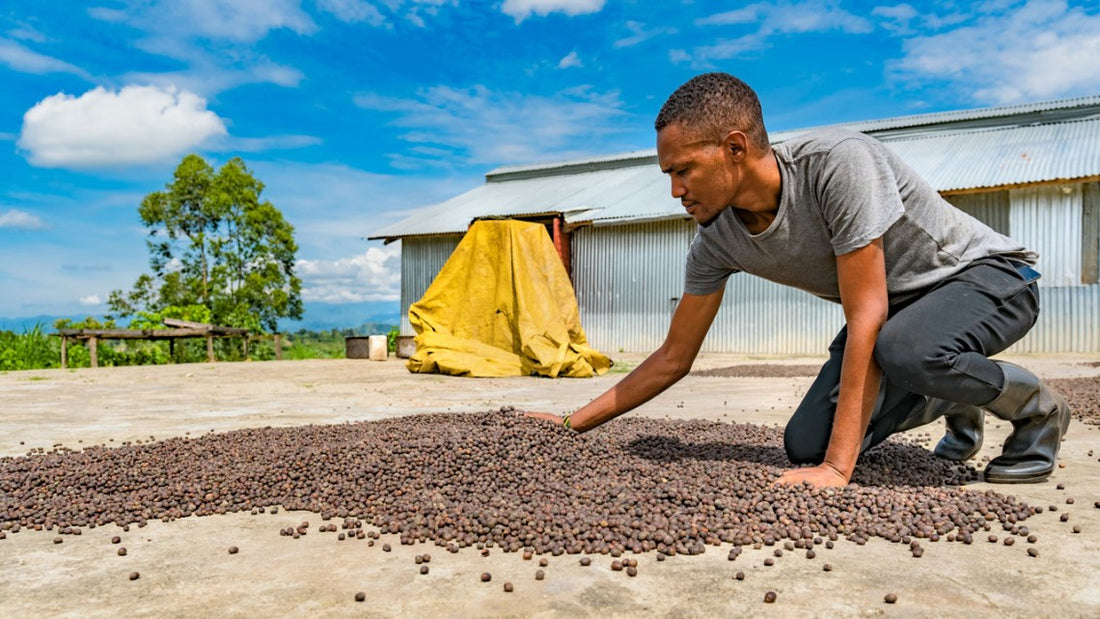 Coffee's Future - Small Farmers Face Climate Change Challenges