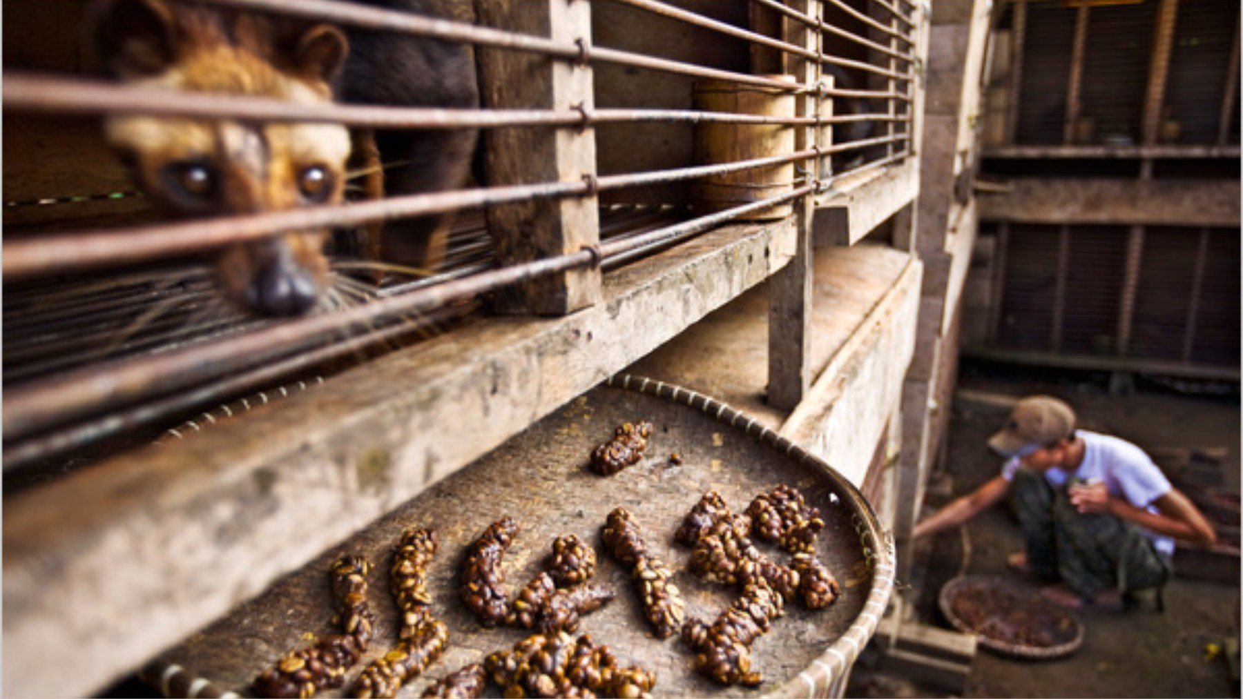 The Unusual Journey of Civet Coffee - From Poop to Pricey Brew