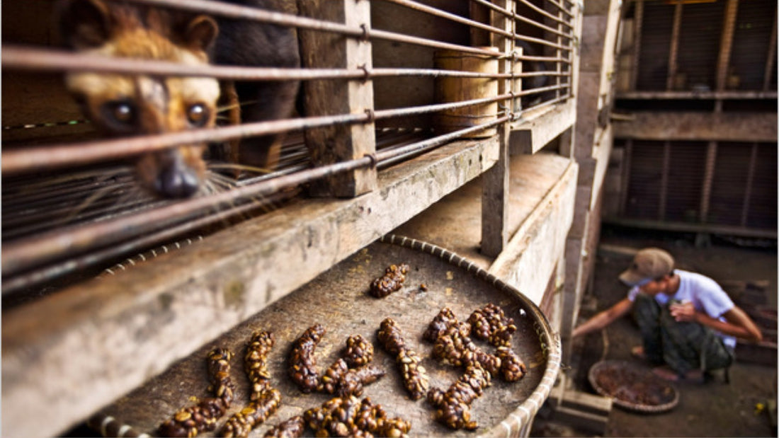 The Unusual Journey of Civet Coffee - From Poop to Pricey Brew