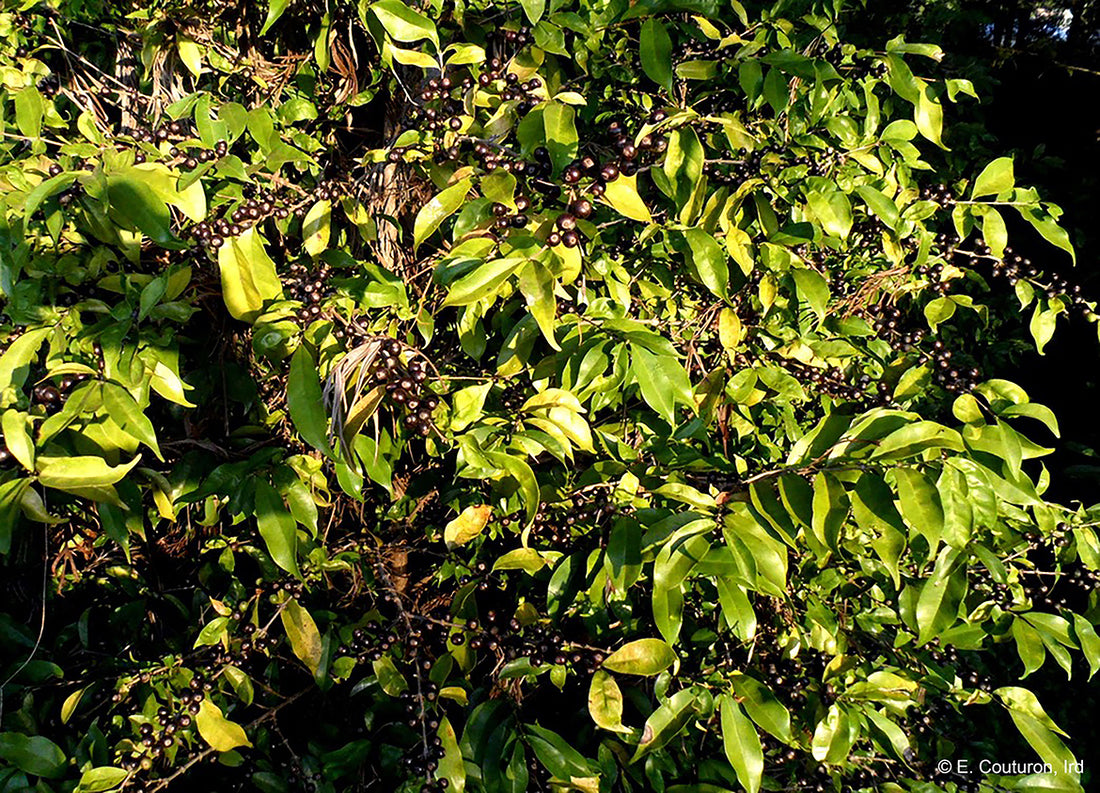 Coffea Stenophylla - The Coffee Species That Could Save the Industry