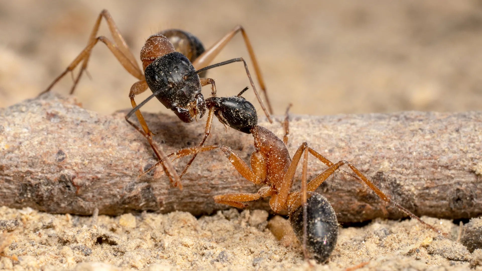 Understanding Ant Dynamics for Sustainable Agriculture