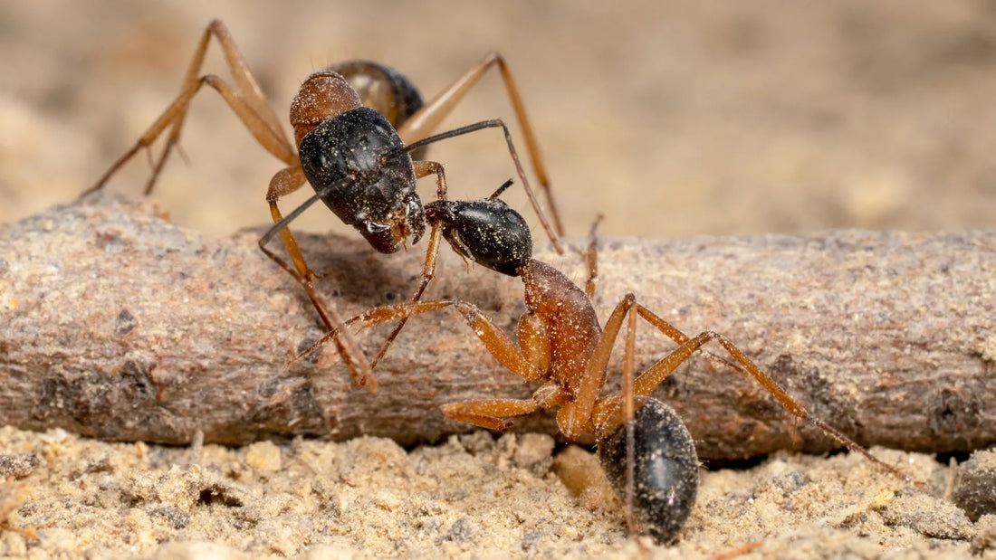 Understanding Ant Dynamics for Sustainable Agriculture