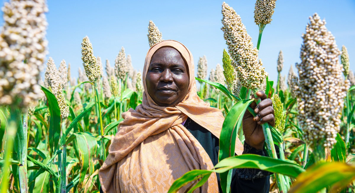 FAO's ABC-Map App Predicts Crop Suitability Loss by 2100