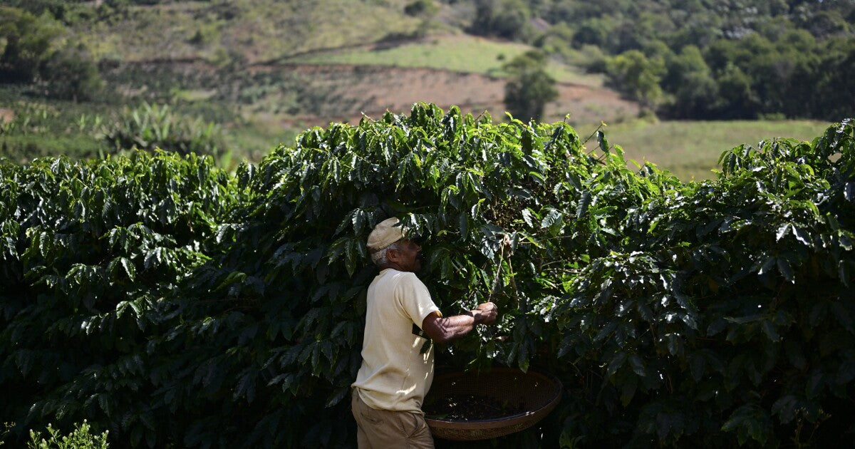 Coffee's Future - How Climate Change and Tariffs Threaten Your Brew