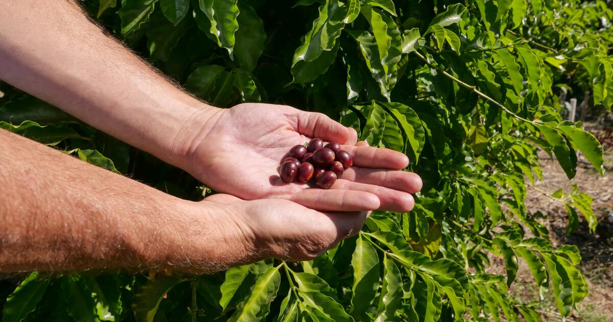 California's Coffee Revolution - A Local Brew Blooms
