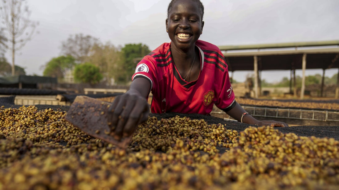 Excelsa Coffee - A Hopeful Path to Prosperity in South Sudan