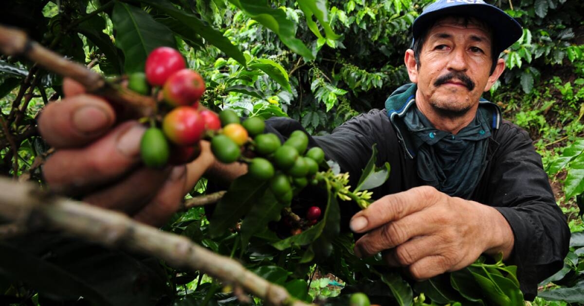 Coffee Prices Surge - What It Means for Your Daily Brew