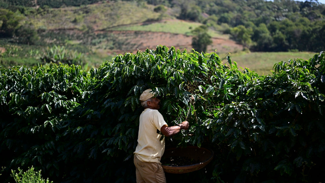 Change is Brewing - The Future of Coffee in a Warming World