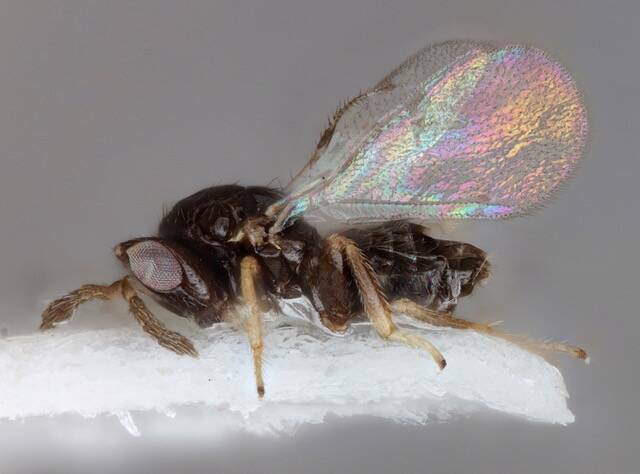 Kona Coffee Farmers Hope for Relief from Invasive Beetle with Wasps
